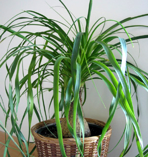 Manufacturers Exporters and Wholesale Suppliers of Thin Long Leaved Plants New Delhi Delhi